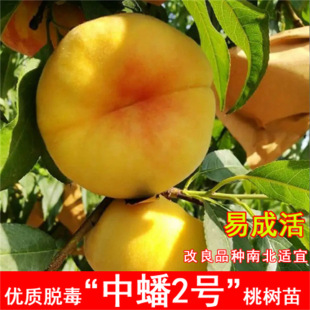 ��������Ҙ����޽��Ҙ���ˮ���Ҙ����S�Ҙ��箔��Y���Nֲ����