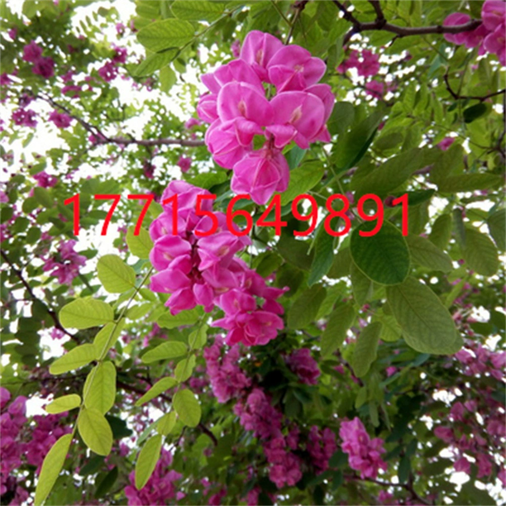 Саженцы сафлора Robinia pseudoacacia Саженцы Robinia pseudoacacacia Саженцы