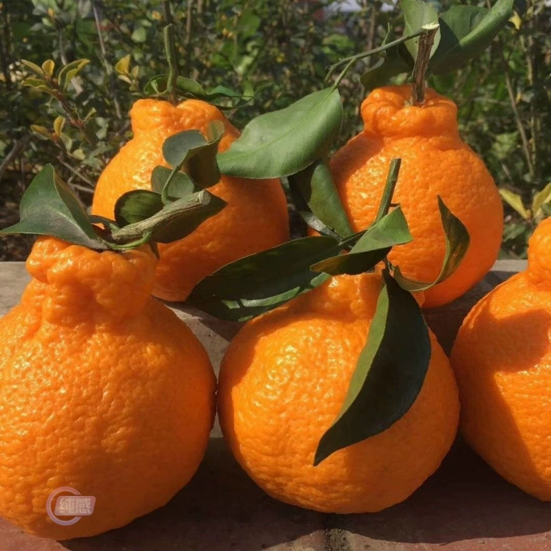 Свежая целая коробка сичуаньских уродливых апельсинов, свежие фрукты,不知火丑八怪,非春见,爱媛