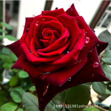 õ廨Ϙ¼شļ_ܼtNޱɫħg