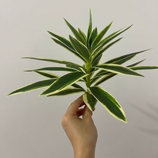 �ٺ����콶�~����ľ�Ҿ��b���ķ��滨�߷����҃ȼҾ��b��