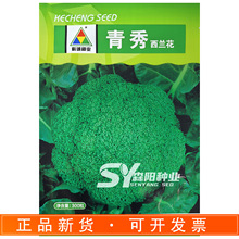 科诚青秀西兰花70天中熟青花菜耐寒抗病秋季绿花菜大田浓绿花椰菜