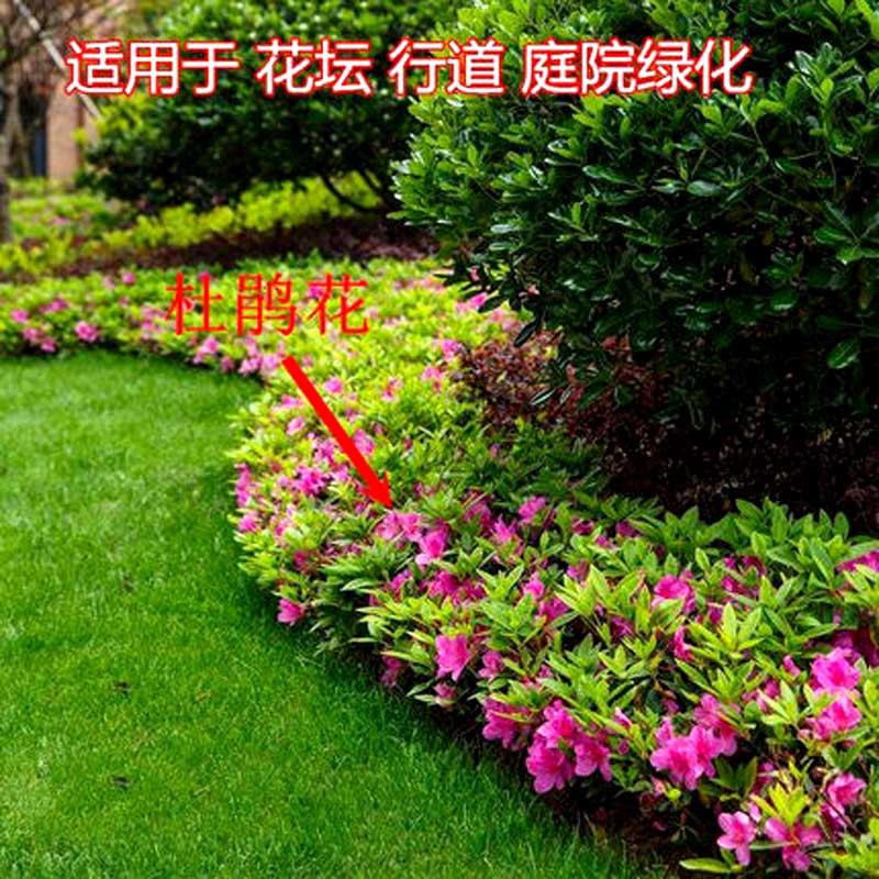 毛杜鹃小苗映山红树苗庭院绿化耐寒杜鹃花苗毛娟紫鹃夏鹃工程苗木