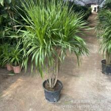 ��������Ѫ��͏d�Gֲ���^��횘����F��͏d�Gֲ�҃ȴ���ֲ������