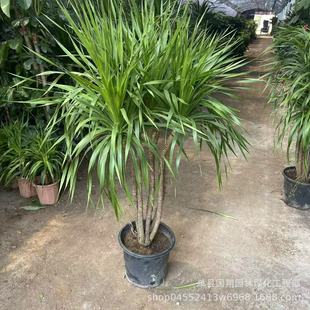 ��������Ѫ��͏d�Gֲ���^��횘����F��͏d�Gֲ�҃ȴ���ֲ������