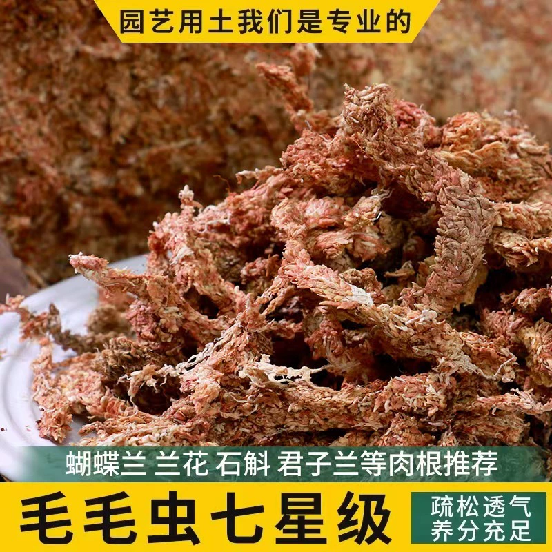 Чили импортирует гусеницы водяной мох водяной травы сухой мохостой цветок фаленопсис микро-ландшафтный рептилии с семизвездочной красной травой