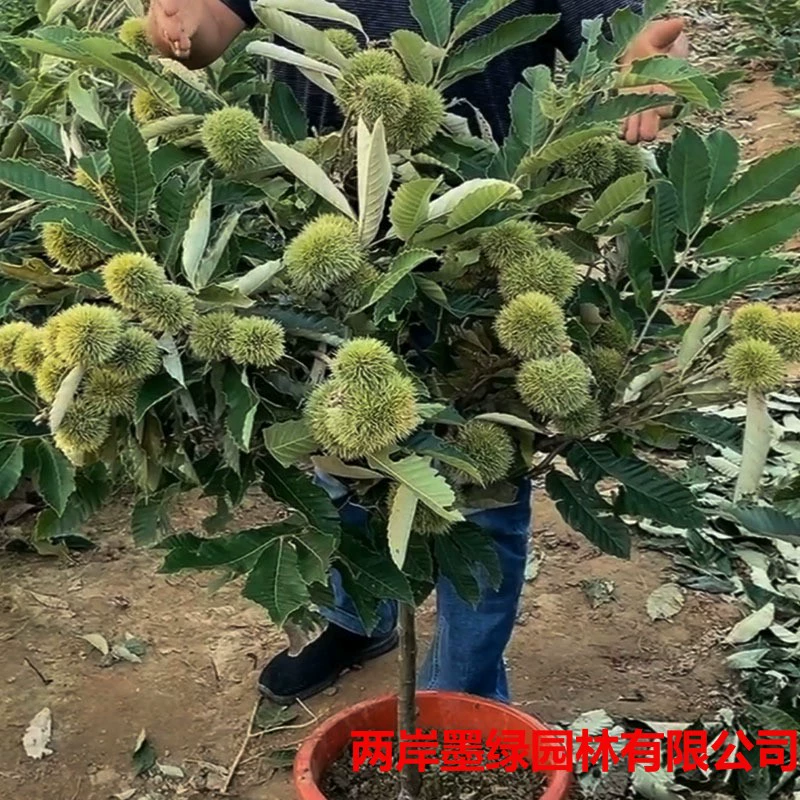 Качественные саженцы каштанов, саженцы каштанов, привитые каштаны, саженцы фруктовых деревьев, фруктовые деревья в горшках для двора, саженцы фруктов на юге и севере.