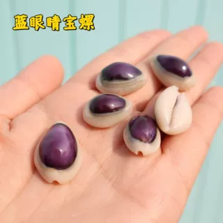 蓝眼睛宝螺天然小海螺贝壳家居摆件标本收藏装饰儿童手工diy工艺