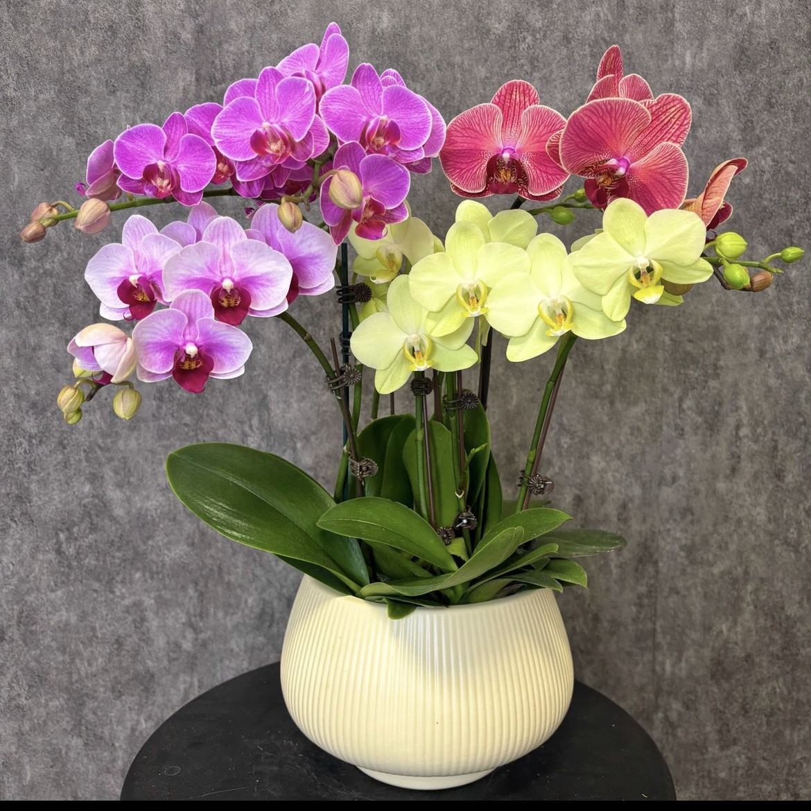 Phalaenopsis Flower Seedling with Foil Living Room Indoor Four Seasons Potted Flower Green Plant Current Year Flowering Orchid Seedling with Flower Bud