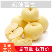奶油富士山東蘋果新鮮當季水果甜蜜多汁5斤9斤奶油富士一件代發