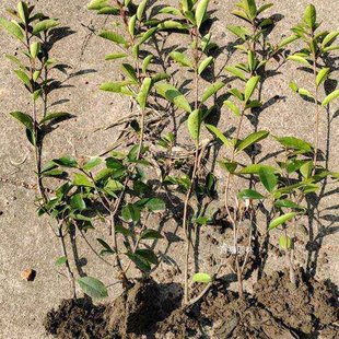 Supply of Red Leaf Heather Bare Root Engineering Seedlings Small Cup Seedlings Large Cup Seedlings Courtyard Community Road Park Greening Seedlings
