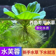 �ŷ��B�~�ײ̓���ˮ�|�~����ˮ������ˮ��ֲ���쾰�b�ˮ�����B