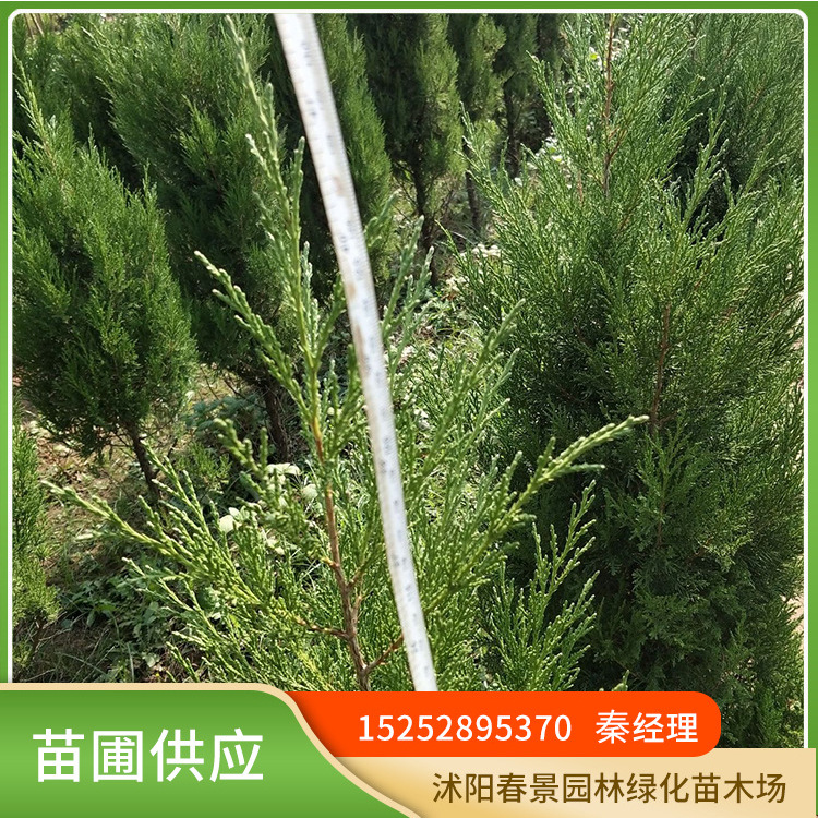 桧柏_桧柏价格_最新桧柏批发报价- 种苗花卉网