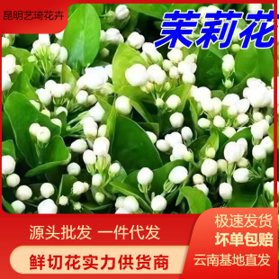 Jasmine Fresh Cut Flowers Yunnan Base Flowers Home Flower Arrangement Stall Bouquet Flower Materials One Piece Drop Shipping Free Shipping Flower Buds