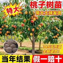 Ҙ޽ˮҘشϷNֲƷNͺľ