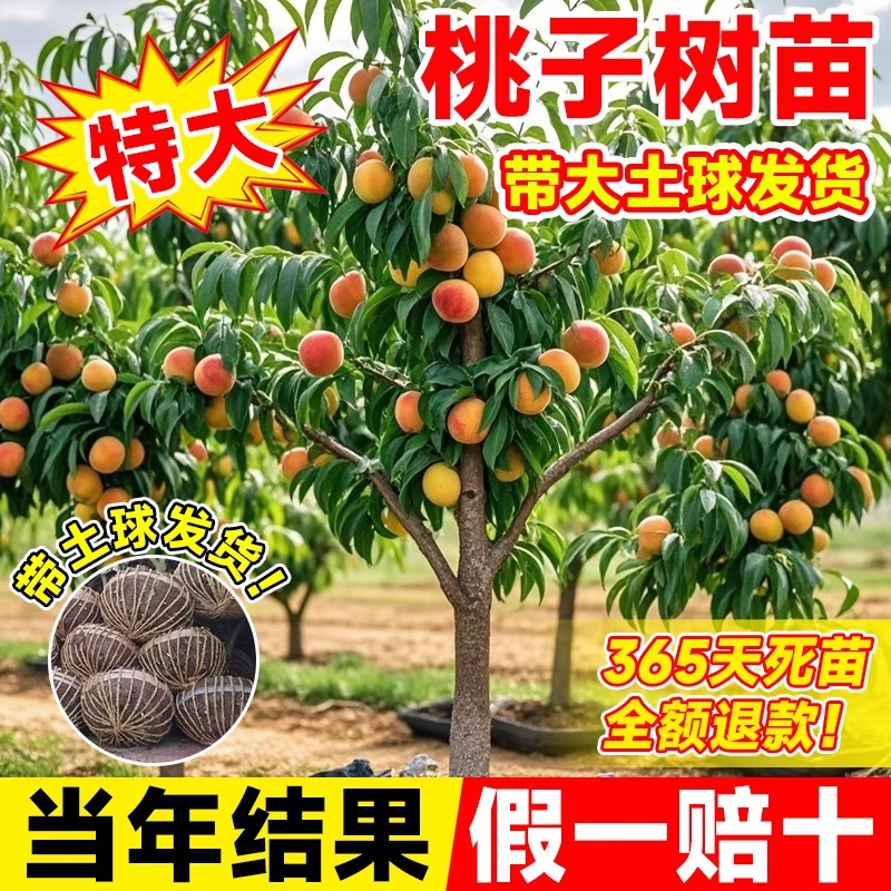 桃树果苗嫁接水蜜桃树苗盆栽特大早熟南方北方种植新品种耐寒苗木