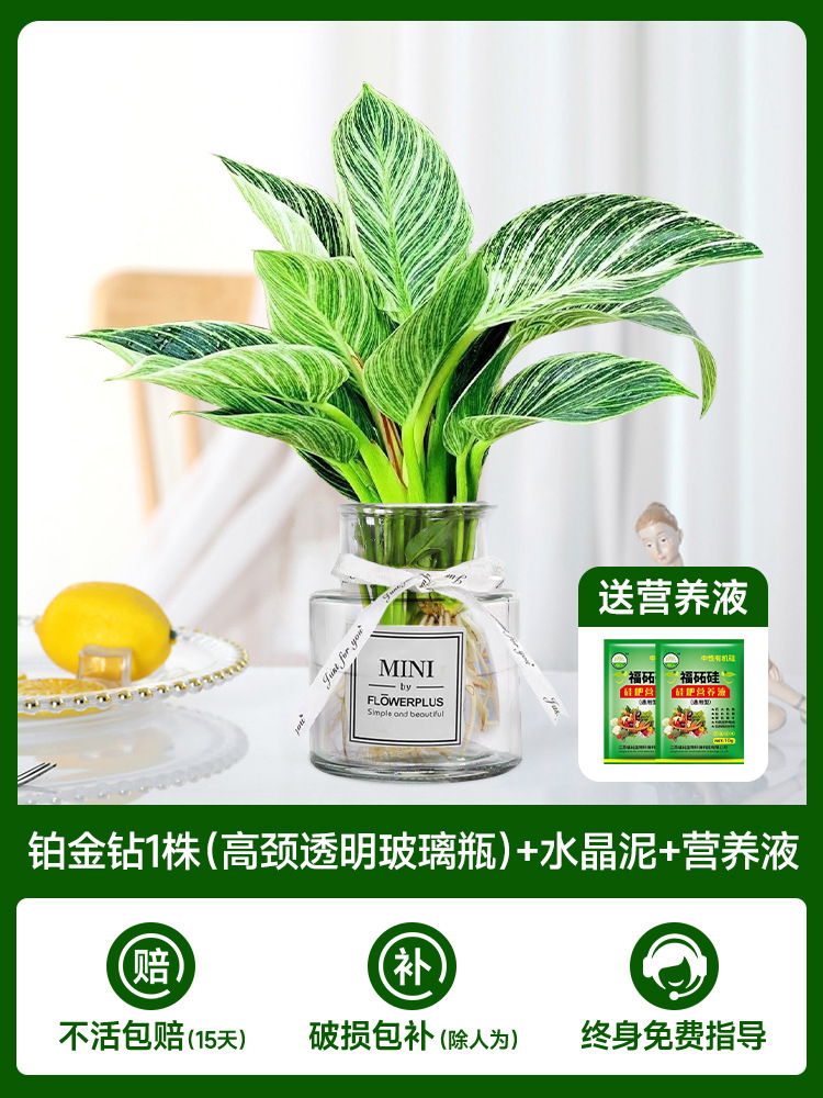 [도음] 수경 백금 다이아몬드(하이넥 투명 유리병) + 무료 크리스탈 머드 + 무료 영양액