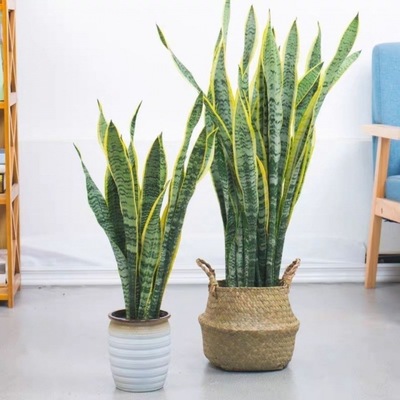 Sansevieria wholesale Phnom Penh Botany Office large flowers and plants Potted plant Sansevieria a living room Amazon