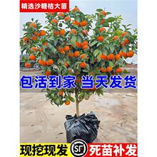 ɳ�ǽۘ������ɰ����ͥԺ�̨���Ե����ϱ����Nֲ�F�ڬF�l���B��