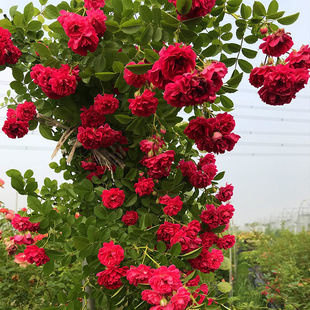 Thornless Multi-Flower Climbing Rose Seedlings Ten Sisters Courtyard Rose Large Flower Potted Multi-Season Flowering Cut Flower Rose Seedlings