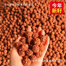 尼泊尔爆肉大金刚菩提手串五六瓣文玩手串男通货原籽散珠按斤