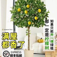 ��ˮ���ʘ����Ԏ����͏d�Gֲ����ֲ���҃��̨��ֲ�ļ����B����ȩ