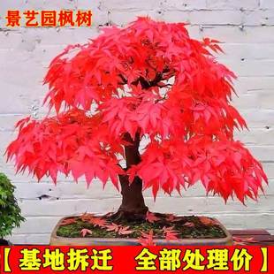 Japanese Red Maple Bonsai Old Pile Three-Season Red Seedlings Red Dancer Saplings Golden Maple Mountain Red Leaf Bonsai Potted Plants