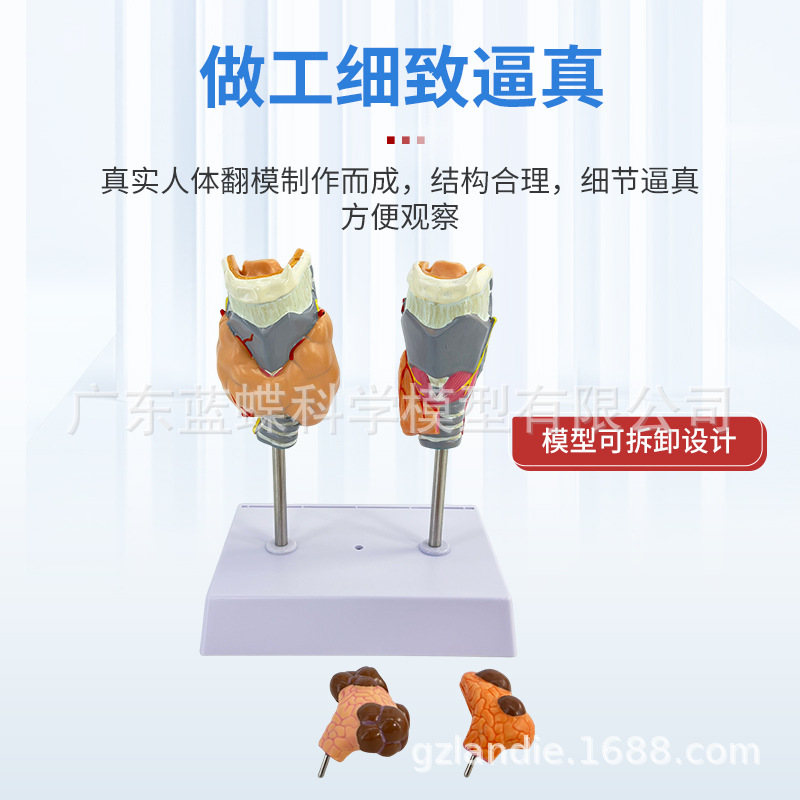 ���岡����״��ģ�ͼ׿��׵��ڷ���ϵͳҽѧ���ʼ�״�ٺ�ͷ�̾�