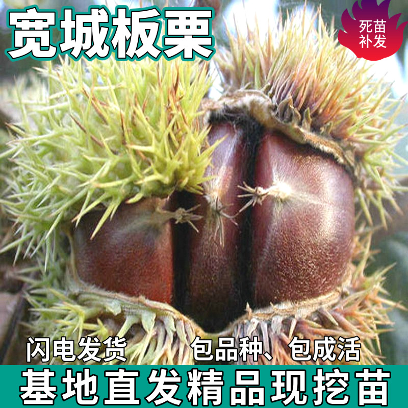 一件代发宽城板栗树苗南北方地栽种植薄壳盆栽嫁接特大果甜板栗苗