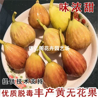 丰产黄无花果树苗糖心高甜糖包子无花果苗盆栽南北方种植当年结果