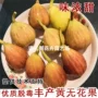 丰产盆栽种植无花果无花果苗
