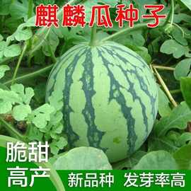 8424麒麟少籽西瓜种子特大高产巨型甜王南方四季蔬菜水果种孑