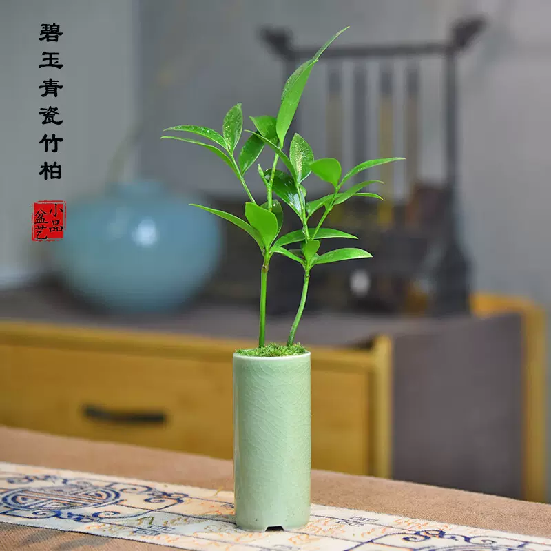 桌面绿植迷你竹柏小盆栽幸运树盆景植物办公桌茶室装饰摆件水培