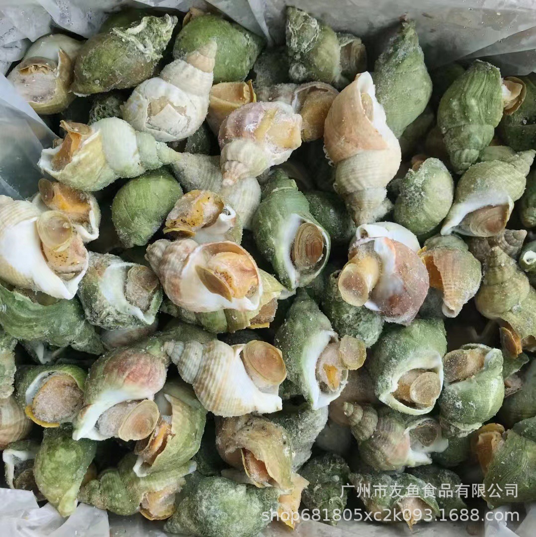 批发加拿大翡翠螺冰镇大海螺海鲜水产自助餐刺身料理火锅烧烤食材