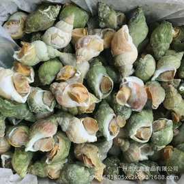 批发加拿大翡翠螺冰镇大海螺海鲜水产自助餐刺身料理火锅烧烤食材
