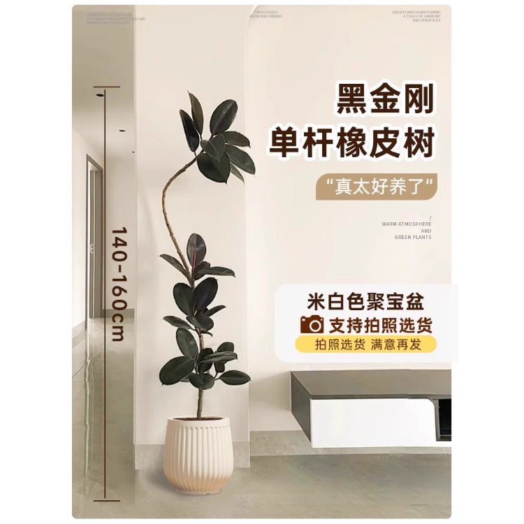 [가벼운 럭셔리 떠다니는 가지] 단일 떠다니는 고무나무-1.4- 1.6m - 황백색 풍요의 뿔-트레이 포함