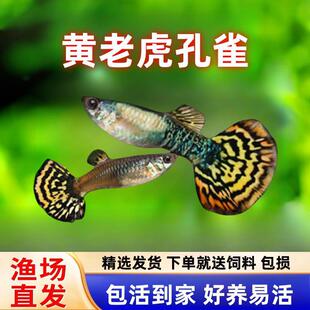 �S�ϻ���ȸ�~���ϻ��t�ϻ��Rِ�˿�ȸ�~̥���PβС���~�Ꭷ�^�p�~