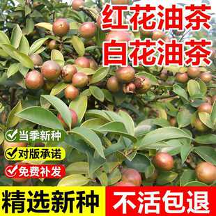 �����²ɼt���Ͳ�N�Ӱ׻��Ͳ��N�Ӳ��Ә�ɽ�Ͳ贺�����N���͘�