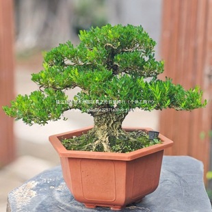 �S������С�~�辰ͥԺ�ļ����ఙƤ�̨�Ϙ��҃�ֲ���~�S������