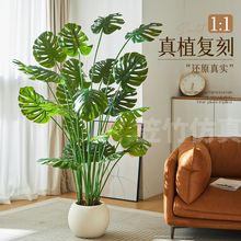 ����Gֲ������Gֲ����߶��p���҃��b���ֲ��٘��ֲ��