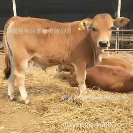 改良肉牛犊鲁西黄牛价格肉牛养殖场牛苗供应小黄牛牛仔