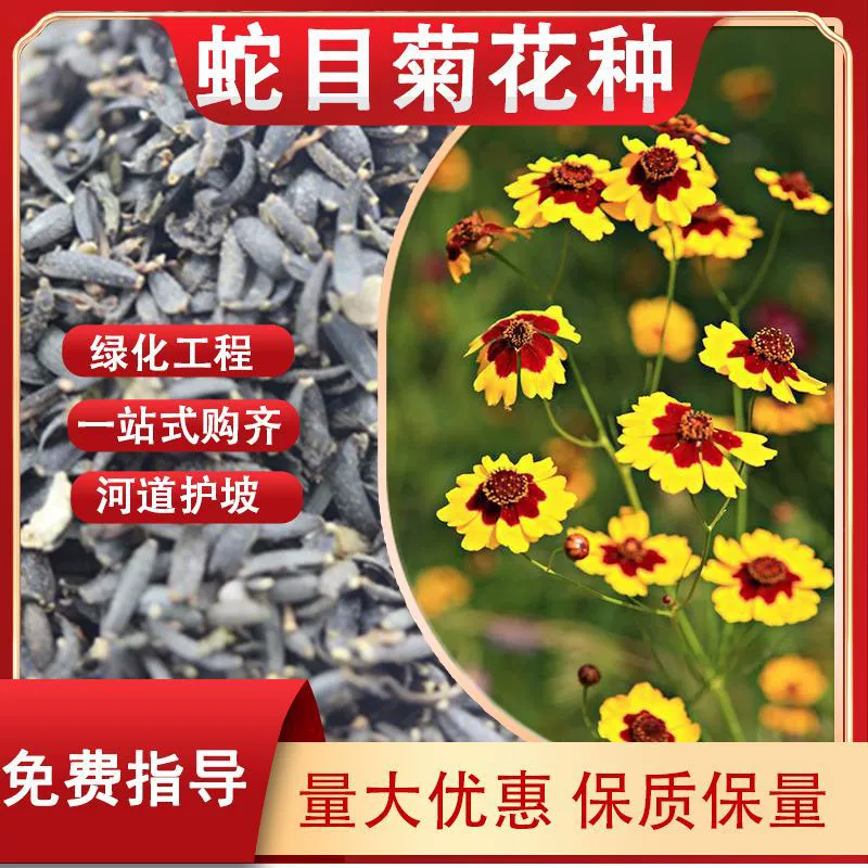 Семена Хризантема морифолий Четыре сезона Цветы открытые морозостойкие и легко жить все растение можно использовать в качестве медицины пейзаж Сад Двор цветочной клумбы Семена оптом