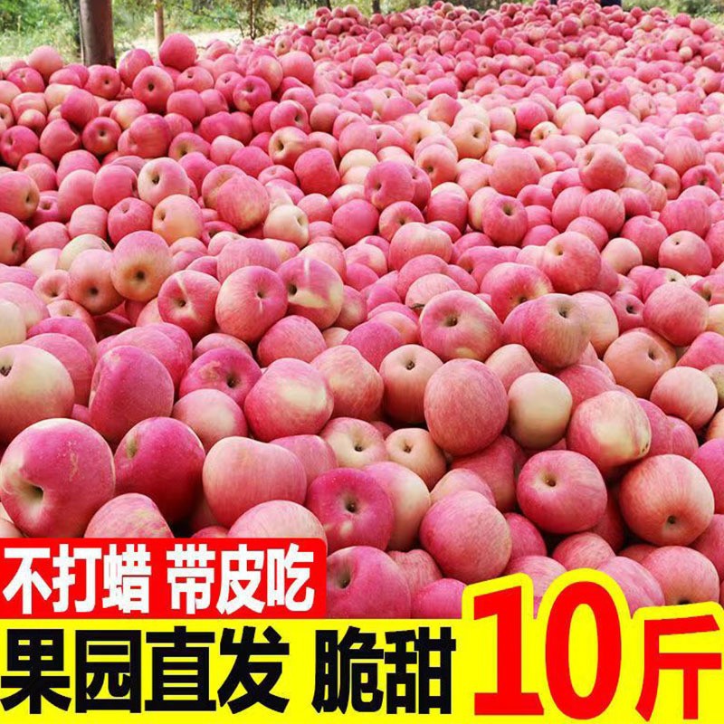 全年款 陕西红富士苹果新鲜应季水果脆甜多汁当季红富士苹果批发