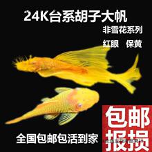 24K黄金大胡子大帆小型淡水鱼清缸除藻工具鱼热带鱼新手异型鱼