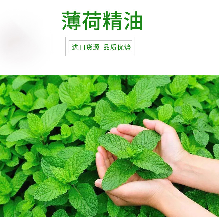 Indian Pepper Peppermint Essential Oil Peppermint Pepper-like Peppermint Spicy Peppermint A variety of optional plant essential oils