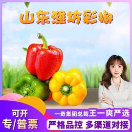 【严选】山东潍坊彩椒 代发3/5斤红黄水果椒绿色辣椒五彩椒甜辣椒