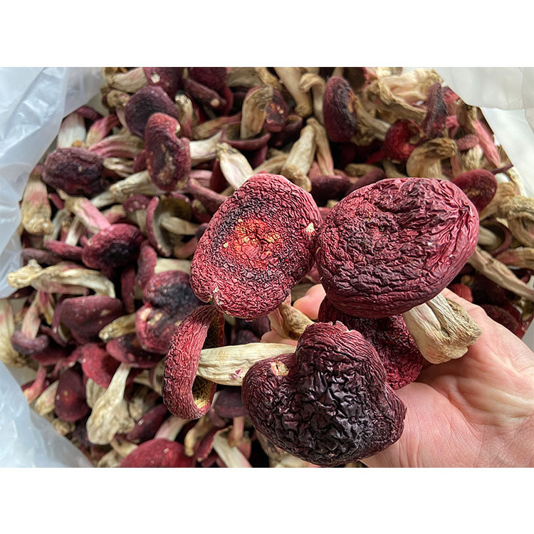 2025年云南特产菌红菇中菇小菇食用大红菌挑选批发风干菌菇袋装