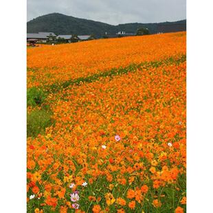 ���A�ջ��Ѷ��������ͺ����N���^�S��ӢͥԺ�̨�����S��˹�ջ���