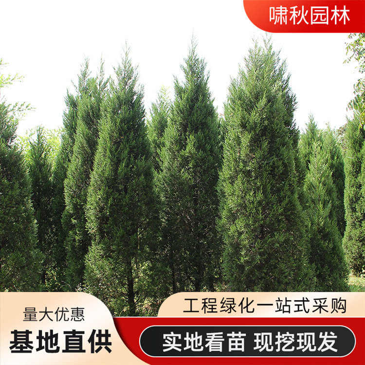 松树苗侧柏 蜀桧宝塔松 桧柏圣诞树 塔柏树苗 龙柏苗刺柏占地树苗