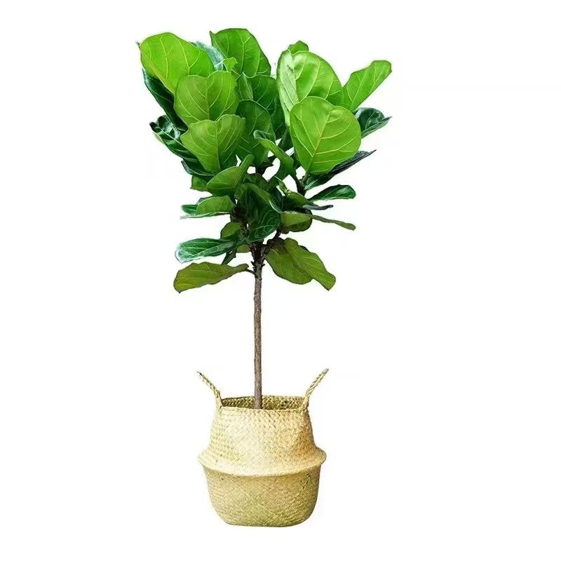Plantas verdes en maceta de interiores, sala de estar, oficina, plantas de hojas grandes que absorben formaldehído, flores verdes que absorben formaldehído, plantas en maceta